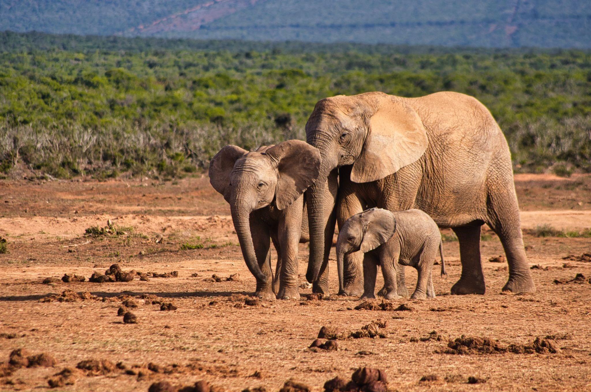 Sheldrick Wildlife Trust & Norsu Organic’s Mission To Save Elephants - NORSU-ORGANIC